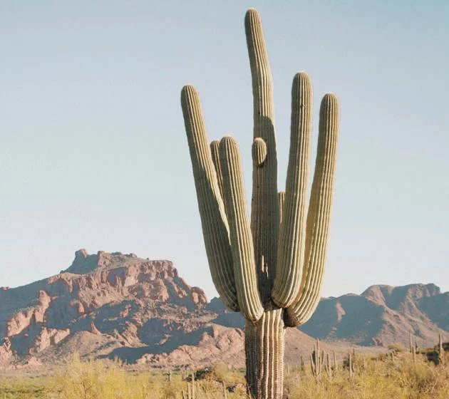 Single-Saguaro2